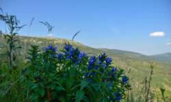 Blumen in beeindruckend schöner Landschaft Blumen in beeindruckend schöner Landschaft