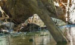 Ein Biber in der Elbe Ein Biber in der Elbe
