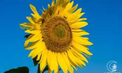 Sonnenblume Sommertraum Sonnenblume Sommertraum