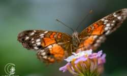 I met the butterfly in the butterfly house Wittenberg. He looked at me so friendly, so I photographed him!