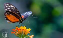 The Monarch is one of my absolute favourite butterflies - colourful, elegant and a head that is easy to photograph! I found this one in the butterfly house of Lutherstadt Wittenberg! A shame, I preferred to photograph butterflies than the UNESCO city :-)