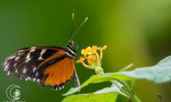 Der Monarch ist einer meiner absoluten Lieblingsfalter - farbenfroh, eleganz und ein gut zu fotografierender Kopf! Den hier habe ich im Schmetterlingshaus der Lutherstadt Wittenberg gefunden! Eine Schande, ich habe lieber Schmetterlinge fotografiert als die UNESCO-Stadt :-)