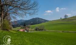 Letzte Alm-Blicke Letzte Alm-Blicke