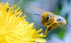 Löwenzahn-Biene Löwenzahn-Biene