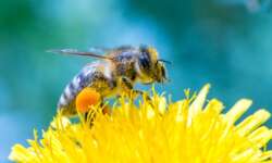 Löwenzahn-Biene Löwenzahn-Biene