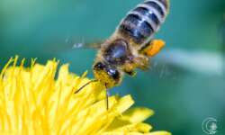 Flatterbiene Flatterbiene