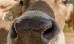 Schwarzer Adler Powertrail Schwarzer Adler Powertrail