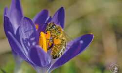 I love macro photography and I love my bees. Today I have finally seen the first bees of the year, they were frolicking on a crocus. Fantastic!