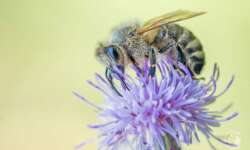 Wenn die Disteln im Sommer blühen, strömen Schmetterlinge, Bienen, Fliegen und andere Insekten, um die Blüten zu bestäuben. Ein Traum für jedes Kind mit einem Makroobjektiv