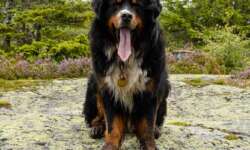 Wanderungen durch die Heidelandschaften machen müde - und dreckig! Wanderungen durch die Heidelandschaften machen müde - und dreckig!