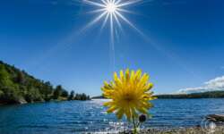 Blüte am Sonnenstrand Blüte am Sonnenstrand