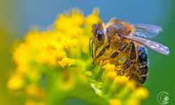 Fleißige Biene an der Blüte Fleißige Biene an der Blüte