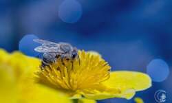 No, I don't think that the bee is really relaxed, but here on the bright flower in front of the lake she is doing really well! Recorded in the Kurpark of Oberstaufen.