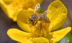Biene im gelben Blütentraum Biene im gelben Blütentraum