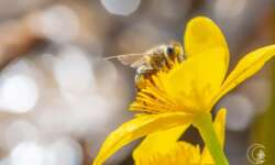 Biene am Bach Biene am Bach