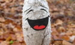 Pilzfreude Pilzfreude