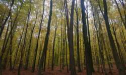 Laubwaldidyll Laubwaldidyll