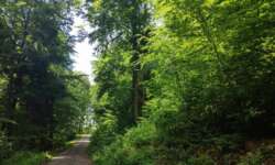 Wunderbarer Wald Wunderbarer Wald