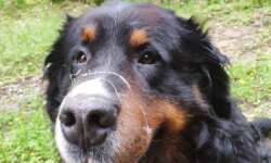 Ist der Cacher glücklich, ist es der Hund ebenso Ist der Cacher glücklich, ist es der Hund ebenso