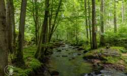 In den Tiefen der Wälder In den Tiefen der Wälder