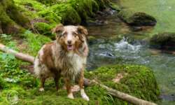Cora am Bach Cora am Bach