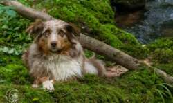 Cora möchte hierbleiben Cora möchte hierbleiben