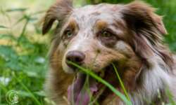 Cora ist glücklich Cora ist glücklich