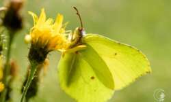 Zitronenfalter (brimstone butterfly) Zitronenfalter (brimstone butterfly)