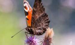 Tagpfauenauge (European peacock) Tagpfauenauge (European peacock)