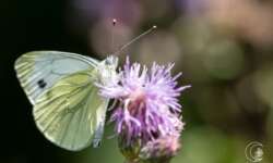 Großer Kohlweißling Großer Kohlweißling