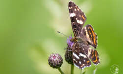 Noch ein Landkärtchen der Sommergeneration. Landkärtchen (map butterfly)