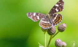 Noch ein Landkärtchen der Sommergeneration. Landkärtchen (map butterfly)