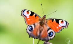 Ein Tagpfauenauge an einem wirklich heißen Sommertag. Die Sonne knallte nur so auf die Wiese, daher der hell leuchtende Hintergrund und der große Kontrast. Tagpfauenauge (European peacock)
