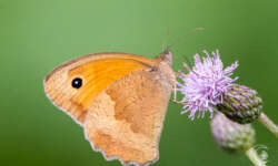 Schmetterling auf Distelblüte Schmetterling auf Distelblüte