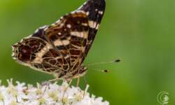 Landkärtchen (map butterfly) Landkärtchen (map butterfly)