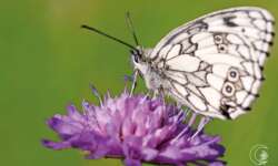 Ein Schachbrettfalter in der Sonne auf einem Kleeblüte. Schachbrettfalter (the marbled white)