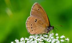 Brauner Waldvogel (Ringlet butterfly) Brauner Waldvogel (Ringlet butterfly)