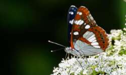Der Blauschwarze Eisvogel kommt nur selten auf der Schwäbischen Alb vor. Ein Vorkommen ist in einem Trockental nahe meines Wohnortes! Blauschwarzer Eisvogel (The Southern White Admiral)