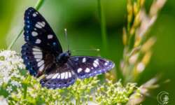 Der Blauschwarze Eisvogel kommt nur selten auf der Schwäbischen Alb vor. Ein Vorkommen ist in einem Trockental nahe meines Wohnortes! Blauschwarzer Eisvogel (The Southern White Admiral)