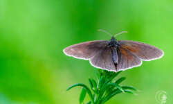 Brauner Waldvogel (Ringlet butterfly) Brauner Waldvogel (Ringlet butterfly)