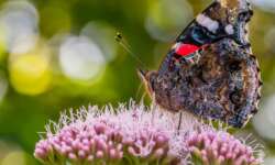 Den Admiral fand ich an der Ostseeküste kurz vor der Überfahrt nach Schweden. Admiral (red admiral)