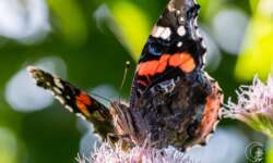 Den Admiral fand ich an der Ostseeküste kurz vor der Überfahrt nach Schweden. Admiral (red admiral)