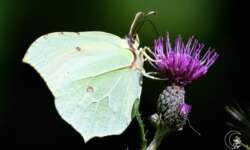 common brimstone - Zitronenfalter common brimstone - Zitronenfalter