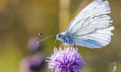 Kohlweißling (little snowflake butterfly) Kohlweißling (little snowflake butterfly)