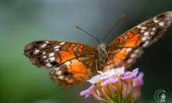 Schmetterling (unbekannt) Schmetterling (unbekannt)