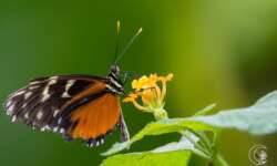 Monarch (monarch butterfly) Monarch (monarch butterfly)