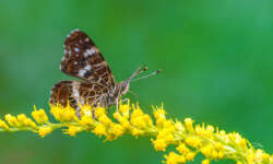 Landkärtchen im Sommerkleid Landkärtchen (map butterfly)