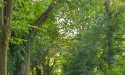 Der Stadtpark um die Innenstadt, Platz zum Joggen und Entspannen Der Stadtpark um die Innenstadt, Platz zum Joggen und Entspannen