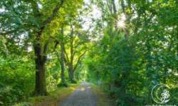 Der Stadtpark um die Innenstadt, Platz zum Joggen und Entspannen Der Stadtpark um die Innenstadt, Platz zum Joggen und Entspannen