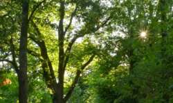 Der Stadtpark um die Innenstadt, Platz zum Joggen und Entspannen Der Stadtpark um die Innenstadt, Platz zum Joggen und Entspannen